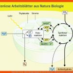 Ernst Klett Verlag - Natura Biologie Ausgabe Berufliche Oberstufe ... Fuer Arbeitsblätter Biologie Vögel Klett Lösungen