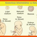 Ernst Klett Verlag - Natura Biologie G9 Ausgabe nordrhein ... Fuer Phasen Der Schwangerschaft Arbeitsblatt
