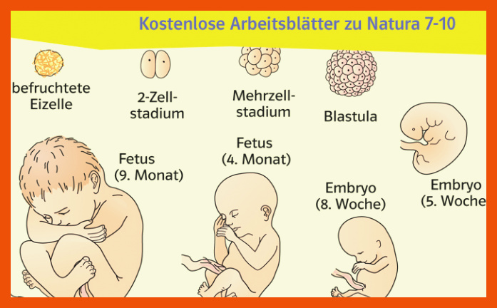 Ernst Klett Verlag - Natura Biologie G9 Ausgabe Nordrhein ... für phasen der schwangerschaft arbeitsblatt