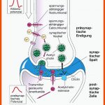 ErregungsÃ¼bertragung An Synapsen - Ppt Herunterladen Fuer Erregungsübertragung An Der Synapse Arbeitsblatt