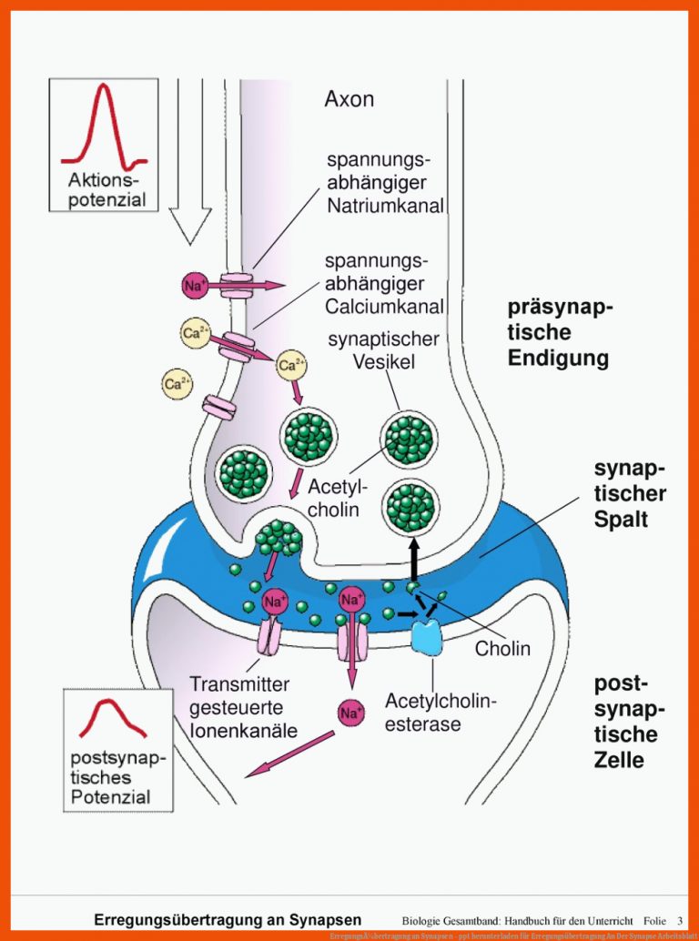 ErregungsÃ¼bertragung an Synapsen - ppt herunterladen für erregungsübertragung an der synapse arbeitsblatt