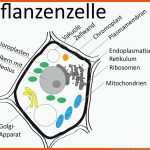 Eukaryontenzelle - Zytologie - Abitur-vorbereitung Fuer Pflanzenzelle Arbeitsblatt