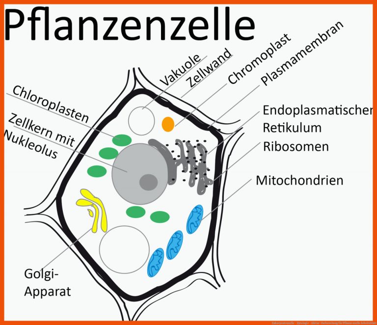 Eukaryontenzelle - Zytologie - Abitur-Vorbereitung für pflanzenzelle arbeitsblatt