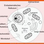 Eukaryotische Zelle - Aufbau Und Beispiele - Studienkreis.de Fuer Biologie Klasse 6 Pflanzen Arbeitsblätter Kostenlos