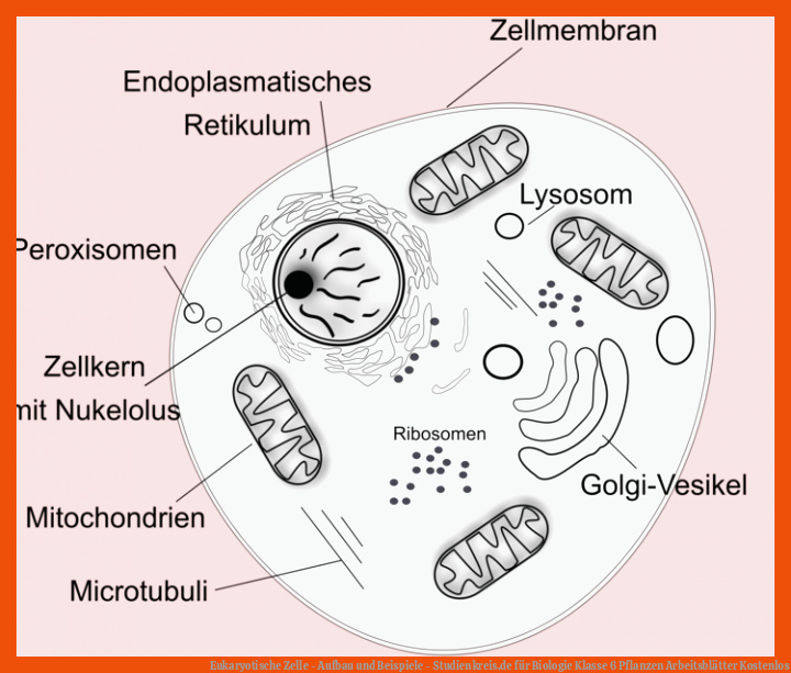 Eukaryotische Zelle - Aufbau und Beispiele - Studienkreis.de für biologie klasse 6 pflanzen arbeitsblätter kostenlos