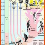 Evolution 1, 5500538 â¢ Biologie --> Transparente-einzeln --> Evolution Fuer Stammbaum Des Menschen Arbeitsblatt