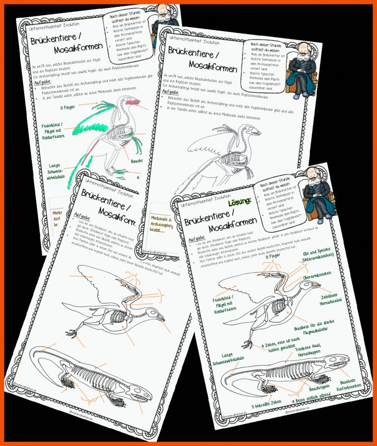 Evolution: BrÃ¼ckentier Archaeopteryx Fuer Archaeopteryx Brückentier Arbeitsblatt