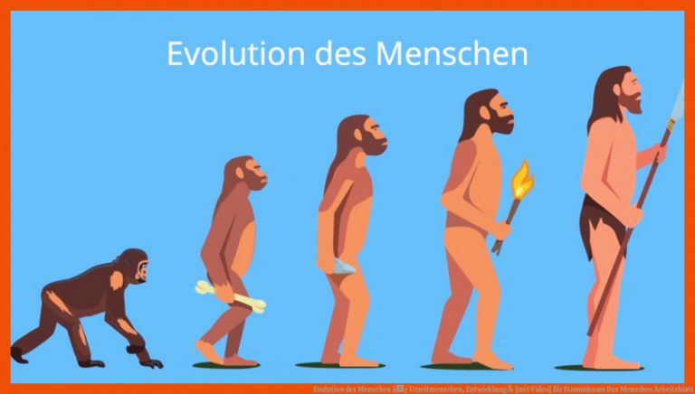 Evolution des Menschen â¢ Urzeitmenschen, Entwicklung Â· [mit Video] für stammbaum des menschen arbeitsblatt