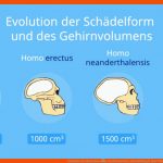 Evolution Des Menschen â¢ Urzeitmenschen, Entwicklung Â· [mit Video] Fuer Stammbaum Des Menschen Arbeitsblatt