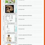 Evolution Des Menschen Im Ãberblick Fuer Fossilien Arbeitsblatt