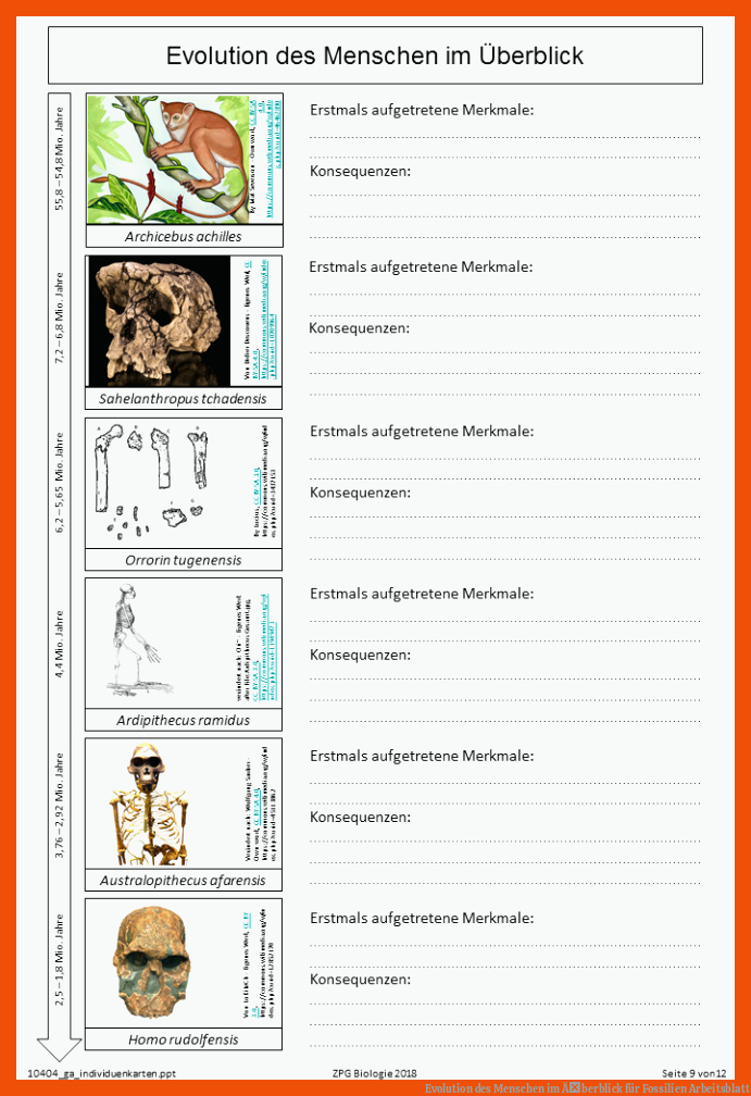 Evolution des Menschen im Ãberblick für fossilien arbeitsblatt