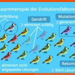 Evolutionsfaktoren â¢ Einfach ErklÃ¤rt, Zusammenspiel Studyflix ... Fuer Birkenspanner Selektion Arbeitsblatt