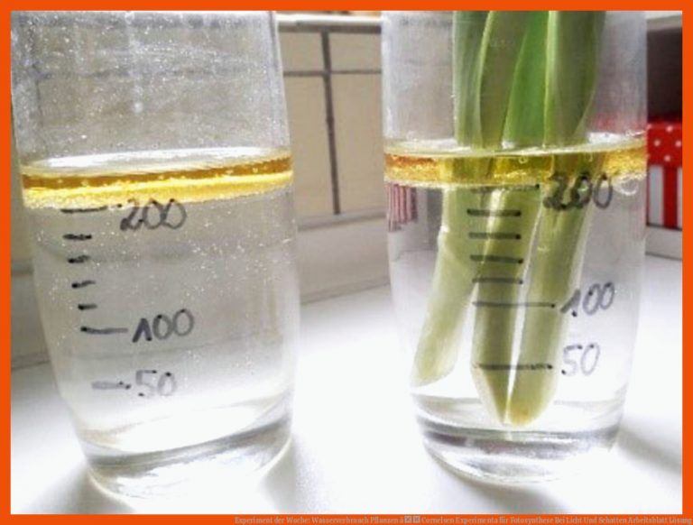 Experiment der Woche: Wasserverbrauch Pflanzen â Cornelsen Experimenta für fotosynthese bei licht und schatten arbeitsblatt lösung