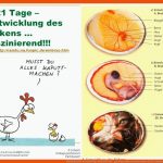 Experimente Im Biologie-unterricht - Ppt Video Online Herunterladen Fuer Ein Hühnerei Entsteht Arbeitsblatt