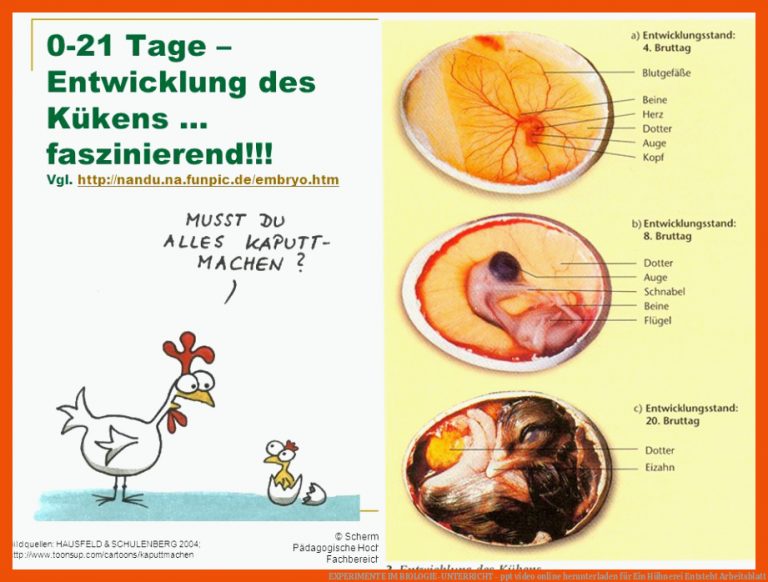 EXPERIMENTE IM BIOLOGIE-UNTERRICHT - ppt video online herunterladen für ein hühnerei entsteht arbeitsblatt