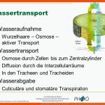 Experimente Im Biologie-unterricht - Ppt Video Online Herunterladen Fuer Wassertransport Pflanze Arbeitsblatt