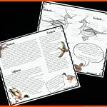 Expertenkarten VÃ¶gel: Enten [digital] Fuer Arbeitsblatt Vögel Klasse 6