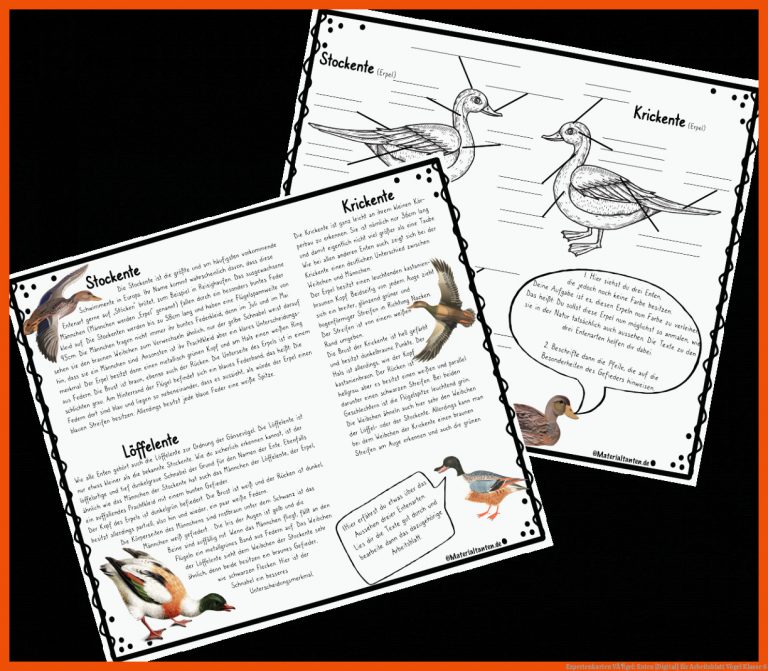 Expertenkarten VÃ¶gel: Enten [digital] Fuer Arbeitsblatt Vögel Klasse 6