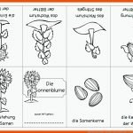 Falthefte sonnenblume - KÃ¼rbis - Bohne Kindergarten ... Fuer sonnenblume Arbeitsblatt Kindergarten