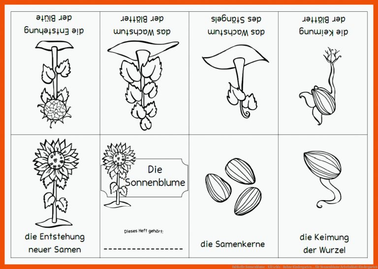 Falthefte Sonnenblume - KÃ¼rbis - Bohne | Kindergarten ... für sonnenblume arbeitsblatt kindergarten