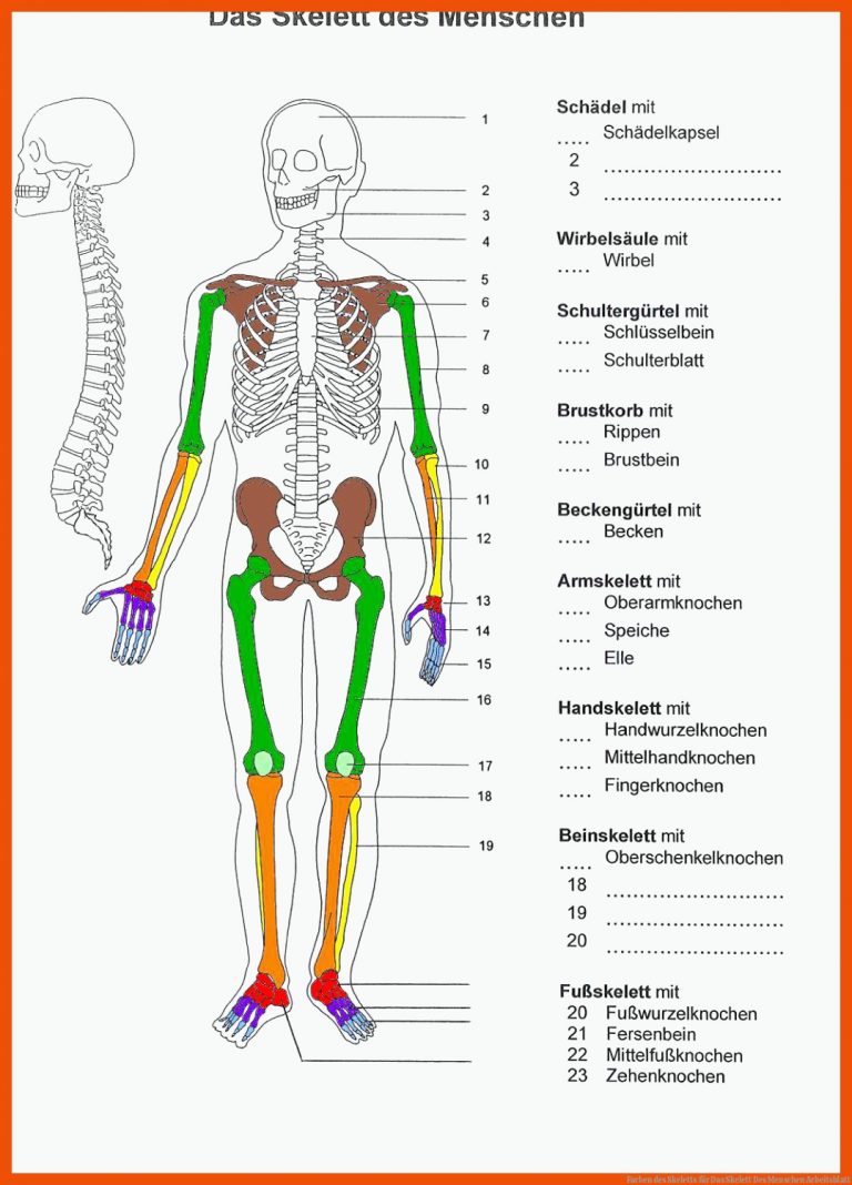 Farben des Skeletts für das skelett des menschen arbeitsblatt