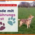 Fass Mich Nicht An!â Hunde Mit BerÃ¼hrungsangst - Dein Weg Mit Hund Fuer Körpersprache Hund Arbeitsblatt