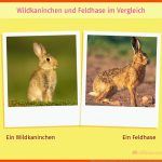 Feldhase & Kaninchen: Lebensweise & Unterschiede ErklÃ¤rt Fuer Unterschied Hase Kaninchen Arbeitsblatt