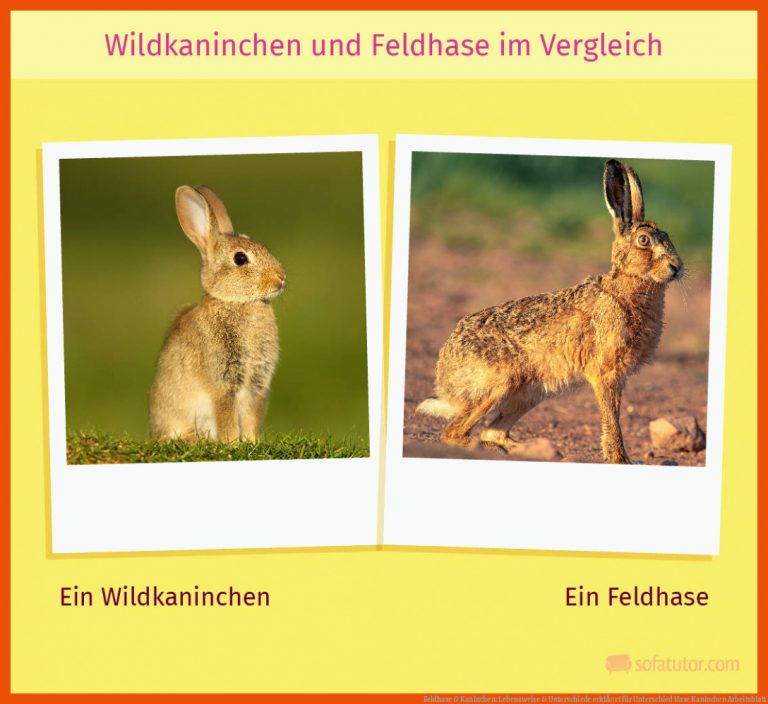 Feldhase & Kaninchen: Lebensweise & Unterschiede erklÃ¤rt für unterschied hase kaninchen arbeitsblatt