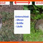 Feldhase Oder Kaninchen: Unterschiede In Aussehen Und Verhalten ... Fuer Unterschied Hase Kaninchen Arbeitsblatt