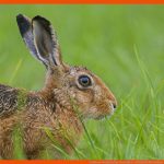 Feldhase: Steckbrief Im Tierlexikon - [geolino] Fuer Feldhase Und Wildkaninchen Arbeitsblatt