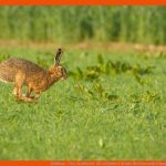 Feldhase - Tier-steckbrief - FÃ¼r Kinder & Schule Fuer Unterschied Hase Kaninchen Arbeitsblatt