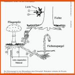 Fichtenspargel - Pilze Allgemein - Pilzforum.eu Fuer Arbeitsblätter Pilze