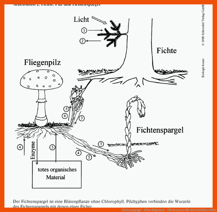 Fichtenspargel - Pilze Allgemein - Pilzforum.eu für arbeitsblätter pilze