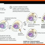 File:endosymbiontentheorie.png - Wikimedia Commons Fuer Endosymbiontentheorie Arbeitsblatt