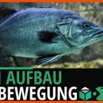 Fisch Aufbau âbiologie Lernvideo [learning Level Up] Fuer Arbeitsblatt Aufbau Fisch Klasse 5