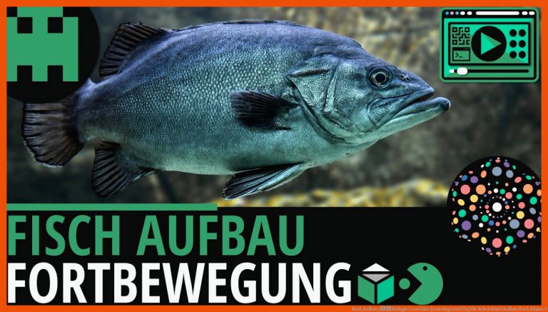 Fisch Aufbau âBiologie Lernvideo [Learning Level Up] für arbeitsblatt aufbau fisch klasse 5