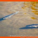 Fischarten - Friedfische Und Raubfische Fuer Friedfisch Und Raubfisch Arbeitsblatt