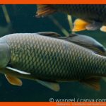 Fischarten - Friedfische Und Raubfische Fuer Friedfisch Und Raubfisch Arbeitsblatt