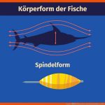 Fische â KÃ¶rperform Und Schwimmblase ErklÃ¤rt Inkl. Ãbungen Fuer Schwimmblase Fisch Arbeitsblatt