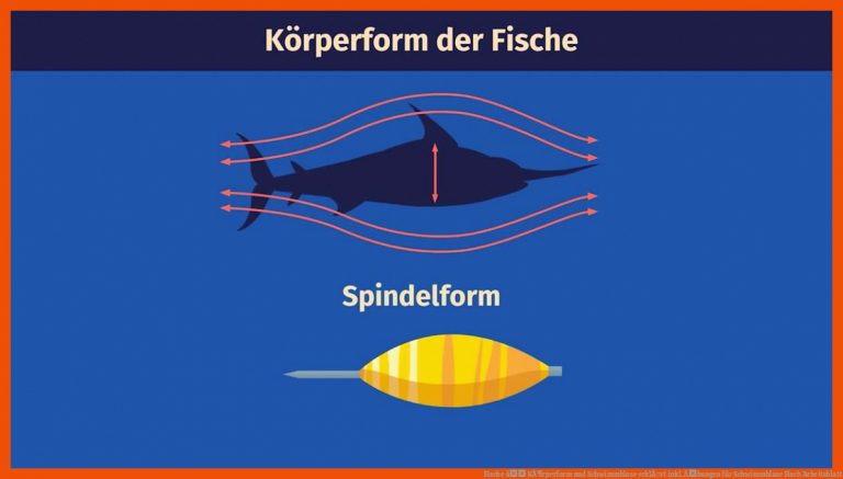 Fische â KÃ¶rperform und Schwimmblase erklÃ¤rt inkl. Ãbungen für schwimmblase fisch arbeitsblatt