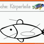 Fische - Klassengezwitscher Fuer Schwimmblase Fisch Arbeitsblatt