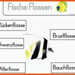 Fische - Klassengezwitscher Fuer Schwimmblase Fisch Arbeitsblatt