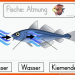 Fische - Klassengezwitscher Fuer Schwimmblase Fisch Arbeitsblatt