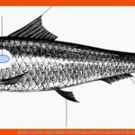 Fische, Lurche, Kriechtiere (2) Klassenarbeit Learnattack Fuer Arbeitsblatt Biologie Klasse 5 Fische Kostenlos