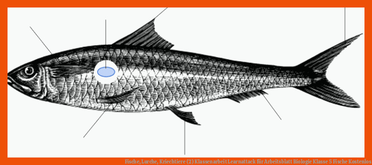 Fische, Lurche, Kriechtiere (2) | Klassenarbeit | Learnattack für arbeitsblatt biologie klasse 5 fische kostenlos