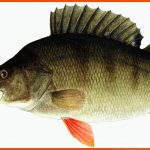 Fische: Sinne - Tiere Im Wasser - Natur - Planet Wissen Fuer Fisch Aufbau Innere organe Arbeitsblatt