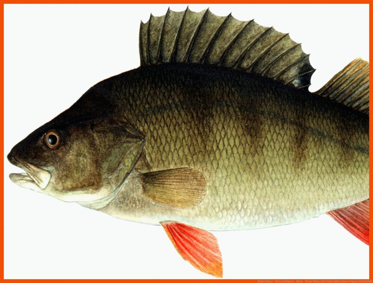 Fische: Sinne - Tiere im Wasser - Natur - Planet Wissen für fisch aufbau innere organe arbeitsblatt