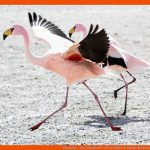 Flamingo - Tier-steckbrief - FÃ¼r Kinder & Schule Fuer Körperbau Vogel Arbeitsblatt
