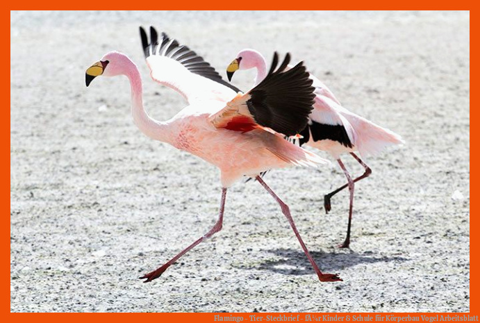 Flamingo - Tier-Steckbrief - fÃ¼r Kinder & Schule für körperbau vogel arbeitsblatt