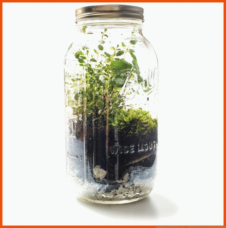 Flaschengarten: Zieht Pflanzen im Glas! - [GEOLINO] für wasserkreislauf im glas arbeitsblatt